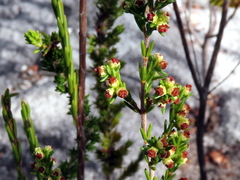 Erica subcapitata