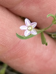 Convolvulus simulans