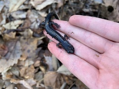 Plethodon metcalfi