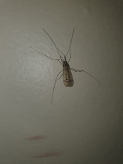 Nephrotoma antennata