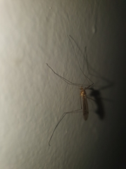 Nephrotoma antennata