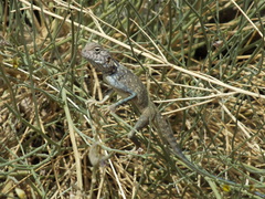 Pseudotrapelus jensvindumi