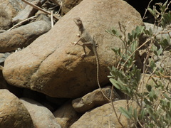 Pseudotrapelus jensvindumi