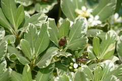 Tynacantha marginata