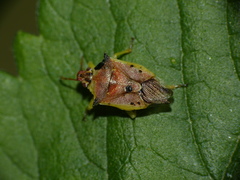 Tylospilus