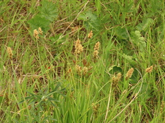 Carex densa