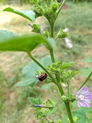Calligrapha sigmoidea