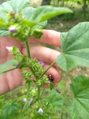 Calligrapha sigmoidea