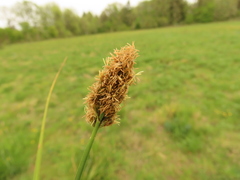 Carex densa