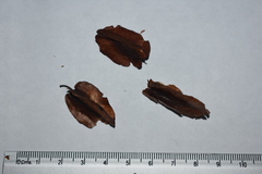 Wimmeria concolor
