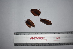 Wimmeria concolor