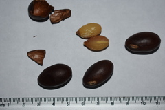 Sideroxylon capiri tempisque