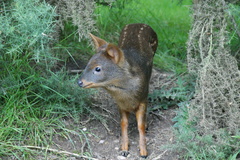 Southern Pudu photo 4