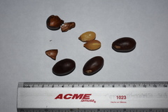 Sideroxylon capiri tempisque