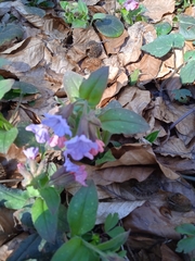 Pulmonaria officinalis