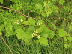 Crataegus gaylussacia
