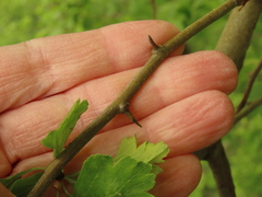 Crataegus gaylussacia