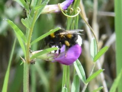 Bombus hortorum
