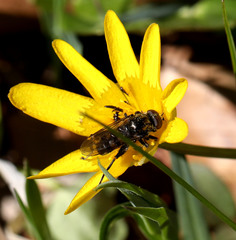 Chalcosyrphus nemorum