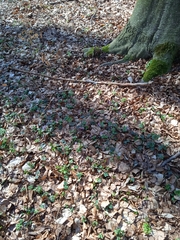 Pulmonaria officinalis
