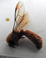 Dorylus helvolus