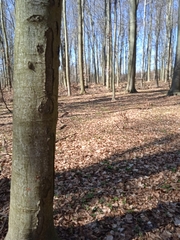 Pulmonaria officinalis