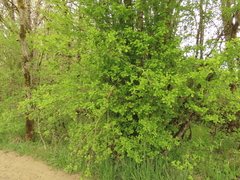 Crataegus gaylussacia