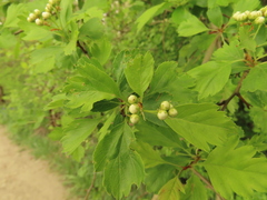 Crataegus gaylussacia