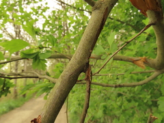 Crataegus gaylussacia