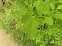 Crataegus gaylussacia