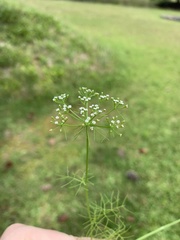 Ptilimnium