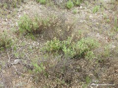 Helianthemum squamatum