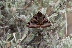 Euclidia ardita