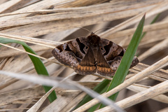 Euclidia ardita
