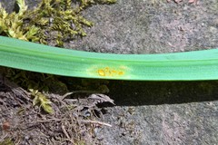 Melampsora galanthi-fragilis