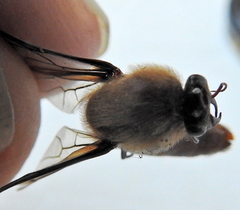 Dorylus helvolus