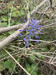 Muscari cycladicum