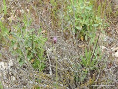 Helianthemum squamatum
