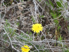Gypsophila struthium