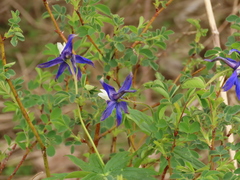 Delphinium trolliifolium