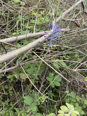 Muscari cycladicum