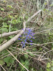 Muscari cycladicum