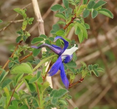 Delphinium trolliifolium