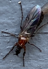 Dilophus strigilatus