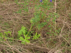 Delphinium trolliifolium