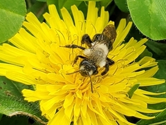 Andrena dunningi