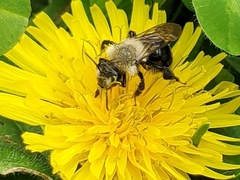 Andrena dunningi