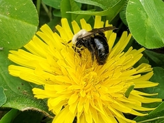 Andrena dunningi