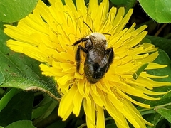 Andrena dunningi
