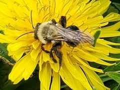 Andrena dunningi